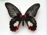 Papilio deiphobus deiphobus Gynandromorph (Internet Image property of respective owner, non-commercial use only)
